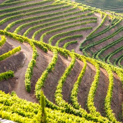 Vignes de la vallée du Douro