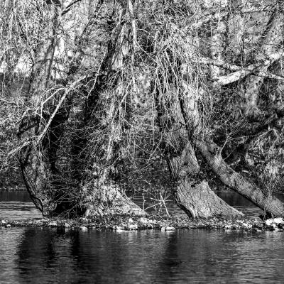 Des arbres au milieu de la Loire